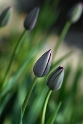 Blume DDD_4354 Kopie.jpg   26.04